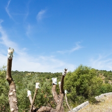 SCOLLO OLIO BIOLOGICO MODICEO MODICA  CAMPAGNA