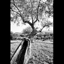 SCOLLO OLIO BIOLOGICO MODICEO MODICA  CAMPAGNA