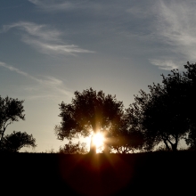 SCOLLO OLIO BIOLOGICO MODICEO MODICA  CAMPAGNA