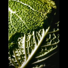 STILL LIFE PHOTOGRAPHY